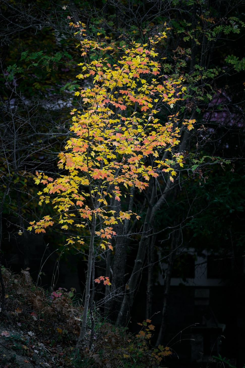 Fall Activities