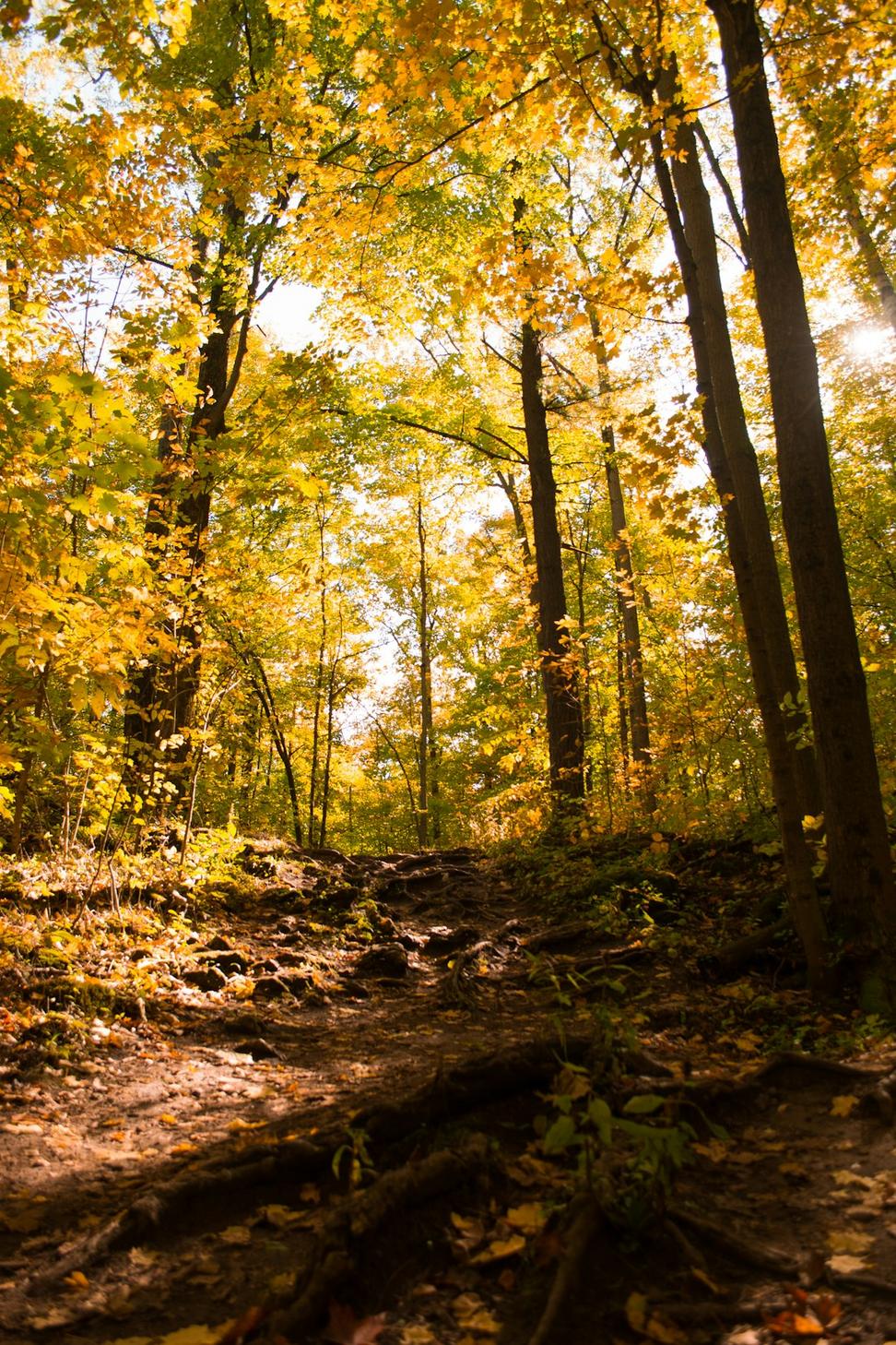 Fall